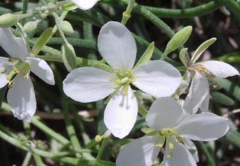 Nerisyrenia linearifolia